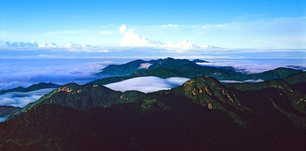 南岳古樹名木首次接受認(rèn)養(yǎng)