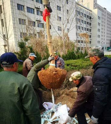 濱州引進(jìn)新樹種流蘇打造特色街道園林景觀