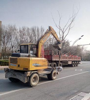 濱州引進(jìn)新樹種流蘇打造特色街道園林景觀