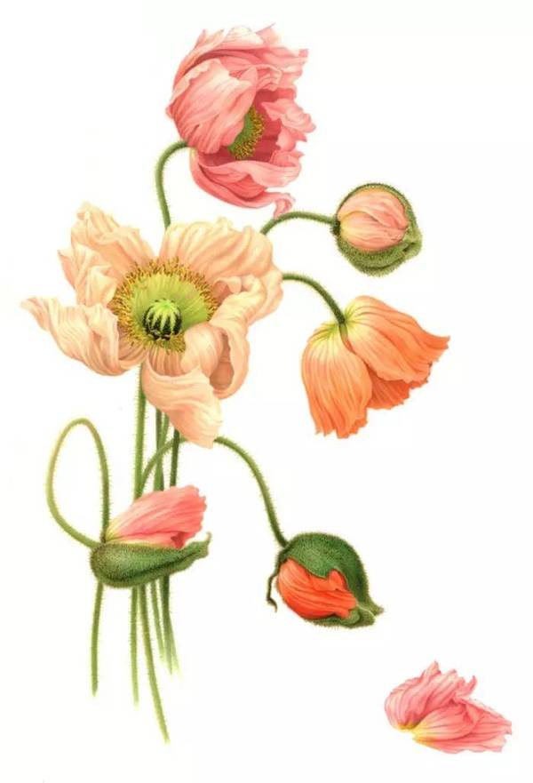 一年生草本植物虞美人