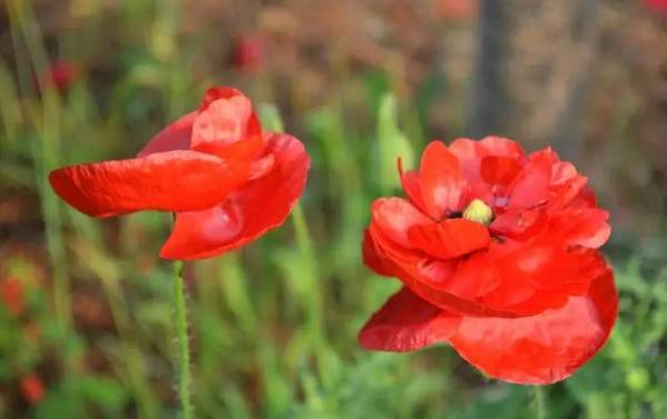 一年生草本植物虞美人