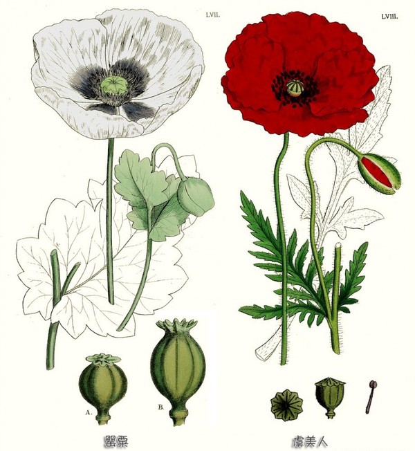 一年生草本植物虞美人