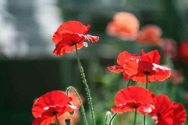 一年生草本植物虞美人
