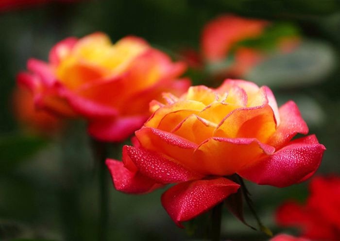 好養活的觀花植物