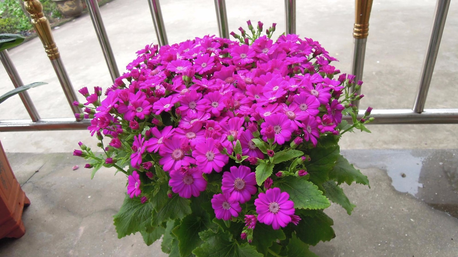 好養活的觀花植物