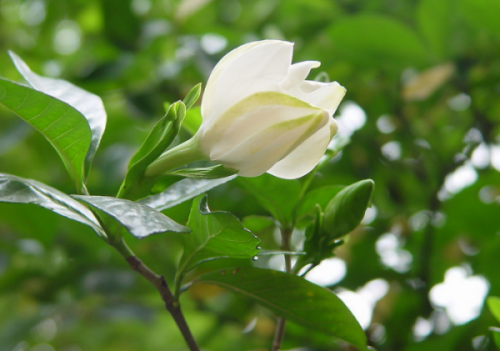 好養活的觀花植物