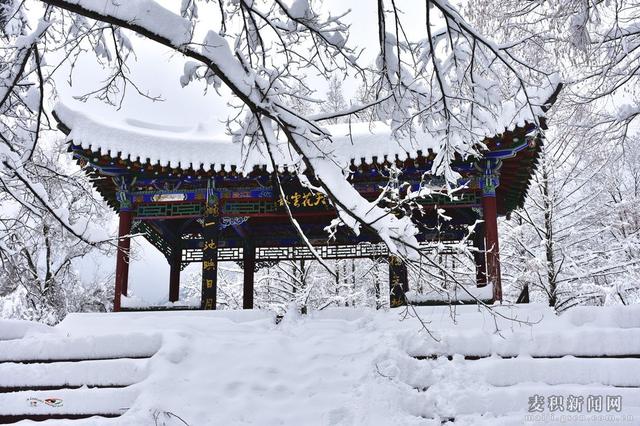 麥積山植物園春雪圖
