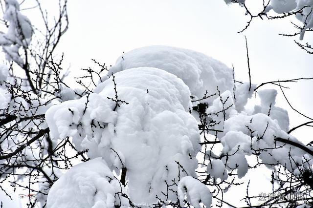 麥積山植物園春雪圖