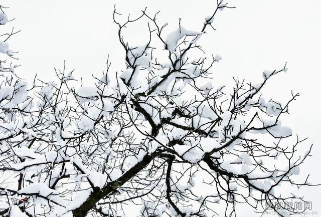 麥積山植物園春雪圖