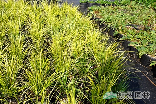 邂逅花境植物的春暖花開