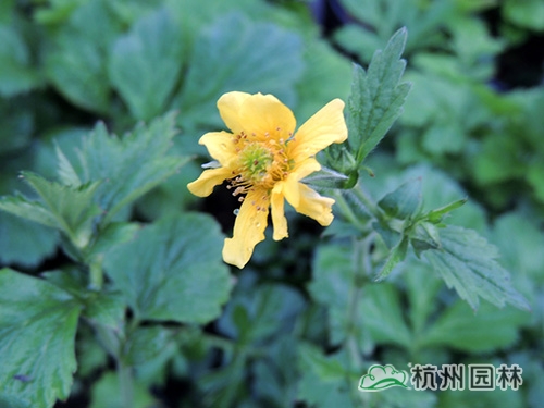 邂逅花境植物的春暖花開