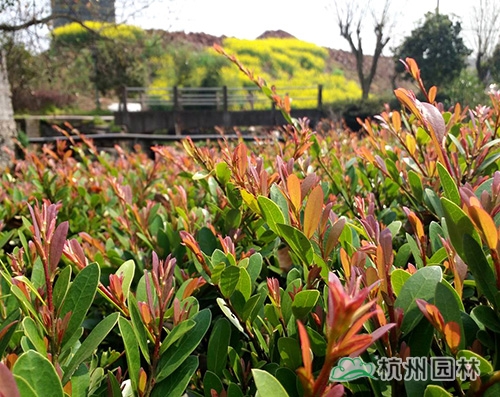 邂逅花境植物的春暖花開