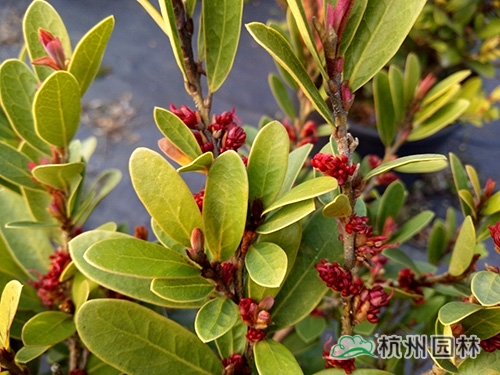 邂逅花境植物的春暖花開