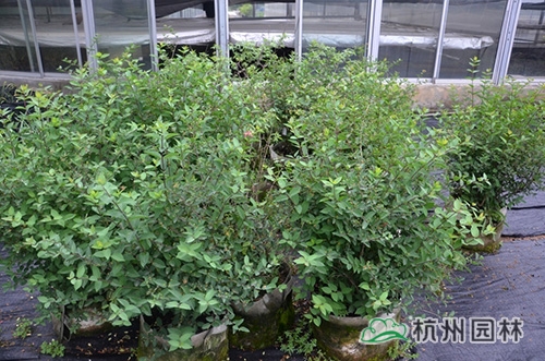 邂逅花境植物的春暖花開