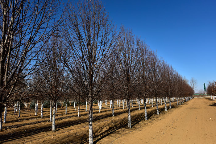 在樹形上堪稱王者的樹種——金桐力