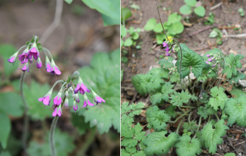 真假難辨，我可能養了“假”植物