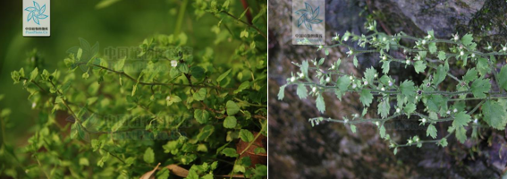 真假難辨,我可能養了“假”植物