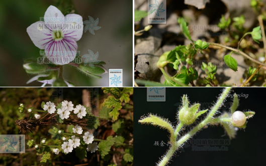 真假難辨,我可能養了“假”植物