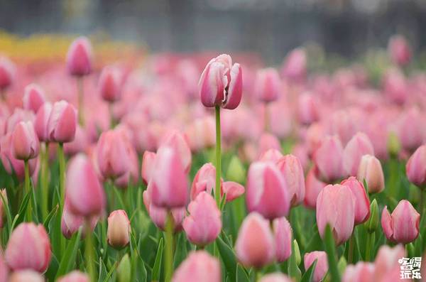 湖南省植物園的櫻花綻放