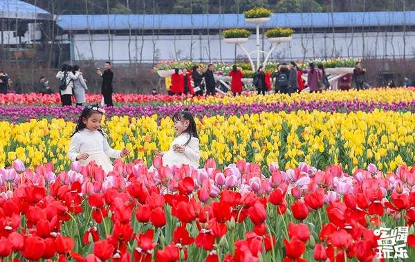湖南省植物園的櫻花綻放