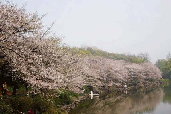湖南省植物園的櫻花綻放