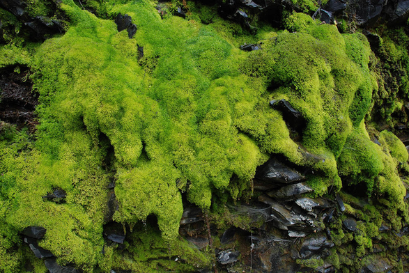 苔蘚植物:植物中的“小矮人”