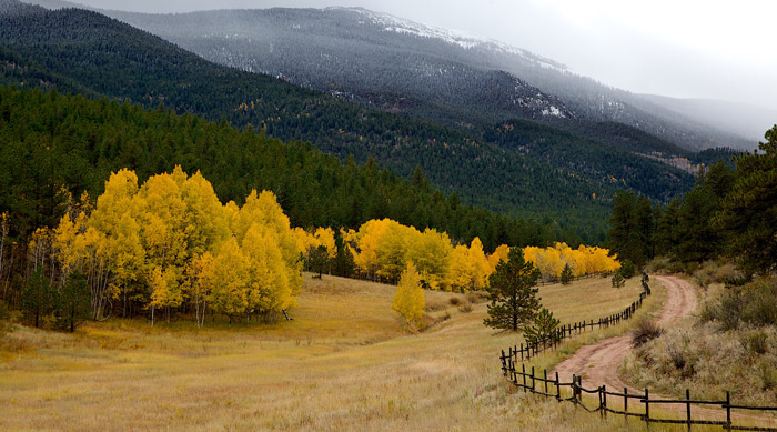 金秋又一主力樹種，媲美銀杏
