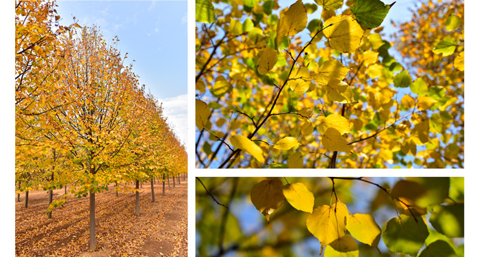 金秋又一主力樹種，媲美銀杏