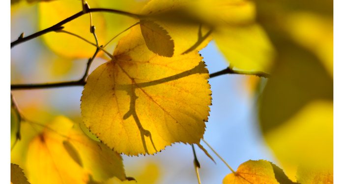 金秋又一主力樹種，媲美銀杏