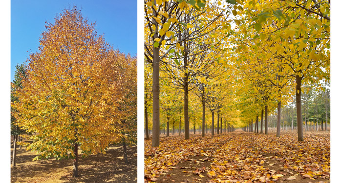 金秋又一主力樹種，媲美銀杏