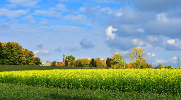 金秋又一主力樹種，媲美銀杏