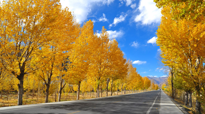 金秋又一主力樹種，媲美銀杏