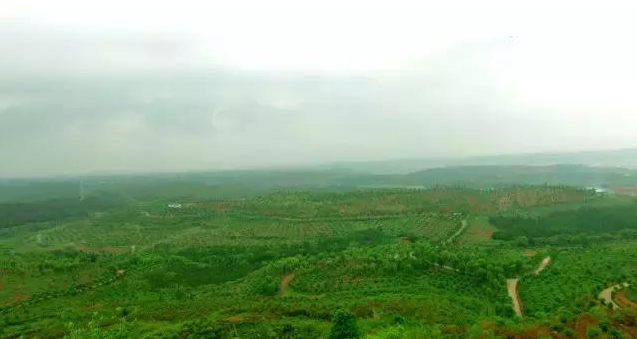 株洲十萬畝荒山變園林，將打造成5A景區