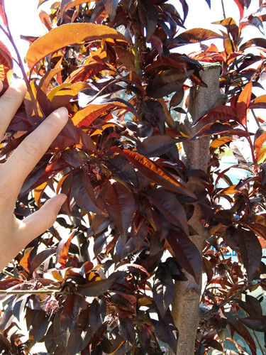 開啟園林植保高工效時代——城市園林植保用藥的革新