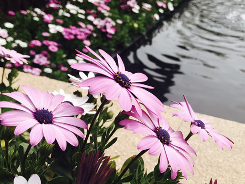 與大師同行 北京精品園林考察活動圓滿結束