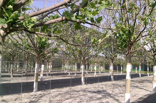 與大師同行 北京精品園林考察活動圓滿結束