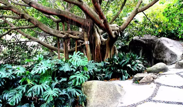 這些美麗卻危險的花木,注意保持距離!