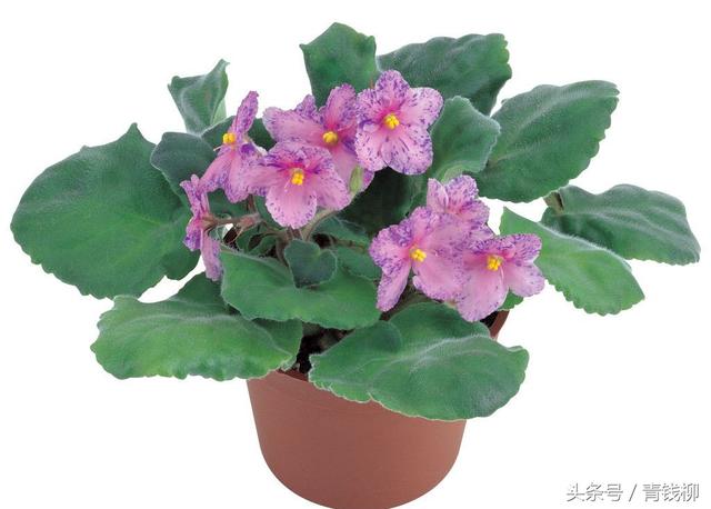 紫羅蘭的栽培技術：提高紫羅蘭的生長品質