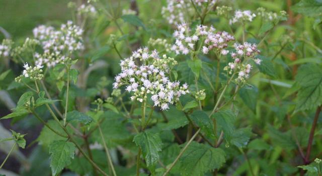 生活中常見的一些有毒植物