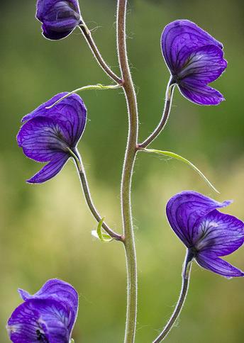 生活中常見的一些有毒植物
