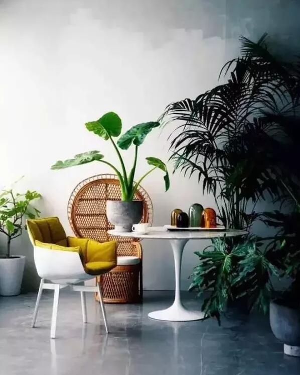 適合家庭栽培的吸毒植物,你知道哪些?