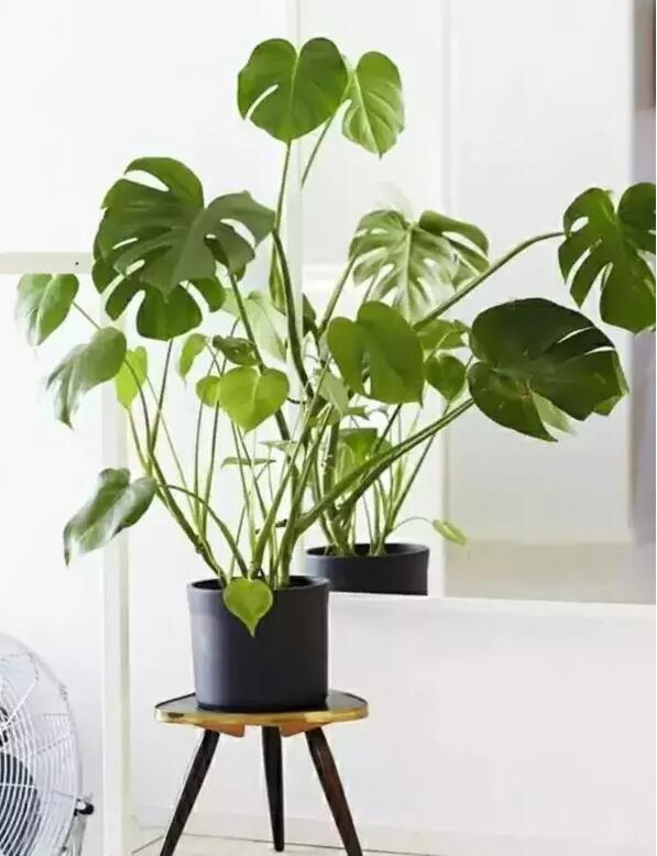 適合家庭栽培的吸毒植物，你知道哪些？