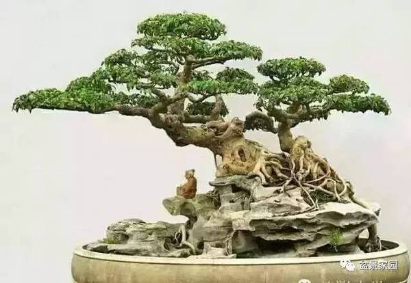 你應該知道的苗木盆景行業術語