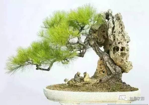 你應該知道的苗木盆景行業(yè)術(shù)語