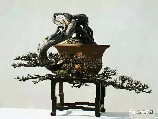 你應該知道的苗木盆景行業(yè)術(shù)語