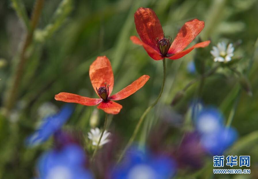 克里米亞奧普克斯基自然保護區(qū)自然風光