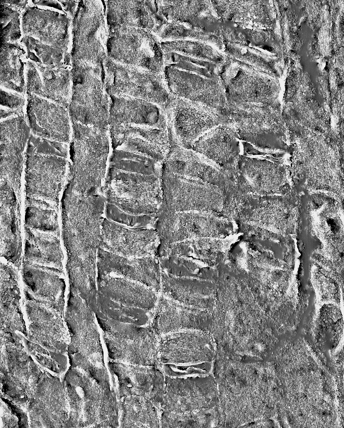 種子植物大類群起源和系統發育關系研究進展