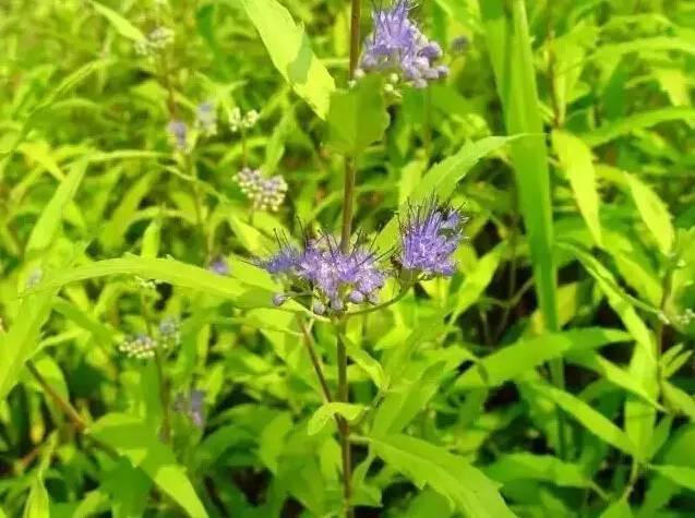 認(rèn)識植物：這些常見的園林植物你認(rèn)識嗎？