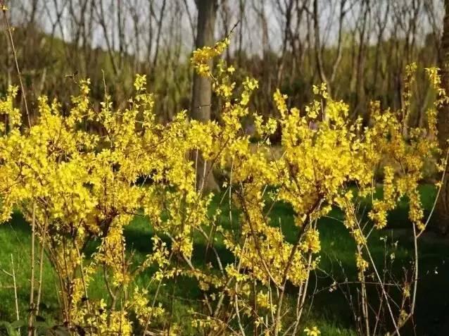 認(rèn)識植物：這些常見的園林植物你認(rèn)識嗎？