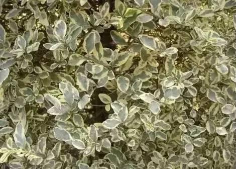 認(rèn)識植物：這些常見的園林植物你認(rèn)識嗎？